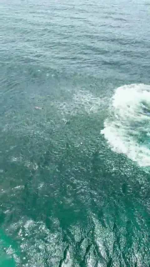 Diver at the surface video preview